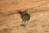 Sterling Bird Brooch - Gabrielle Gould