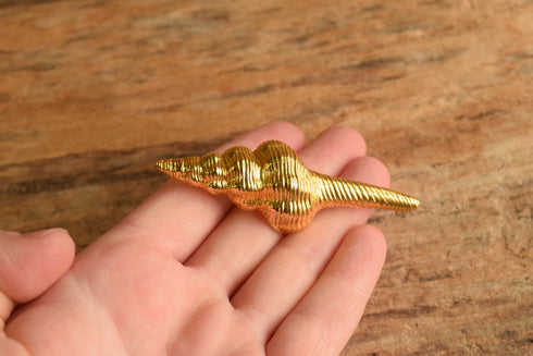 Spindle Shell Brooch