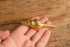 Spindle Shell Brooch