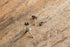 Turquoise Stone Studs