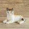 Vintage cat figurine made in japan