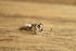 Moon and Star Ring - Size 8