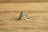 Turquoise Ring - Size 6 1/4