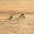 Bee Shaped Enamel Studs
