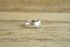 Cat Ring - Size 8