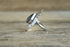 Onyx Teardrop Ring - Size 6.25