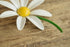 Daisy Flower Brooch