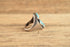 Three Stone Turquoise Ring - Size 11
