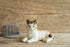 Cat Figurine
