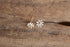Small White Daisy Earrings Gold Toned