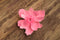 Vibrant Pink Flower Brooch
