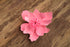 Vibrant Pink Flower Brooch