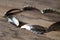 Silver Toned Feather Bracelet